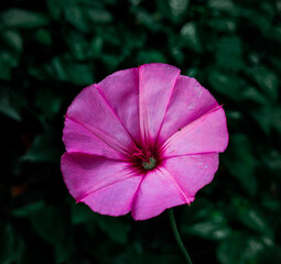 flower, pink, nature, garden, plant, purple, hibiscus, flora, bloom, blossom, petals, petal, beauty, summer, flowers, geranium, floral, macro, petunia, spring, leaves, closeup, red, color, beautiful