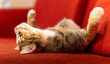 Playful calico cat laying stretched out on back and showing belly