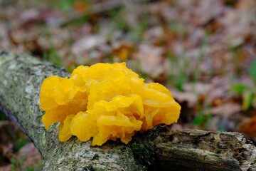 Poster - Interesting mushroom Tremella mesenterica (yellow brain, golden jelly fungus, yellow trembler), looking like orange jelly on the tree. It has healing properties.