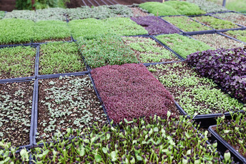 Poster - colorful sprouts