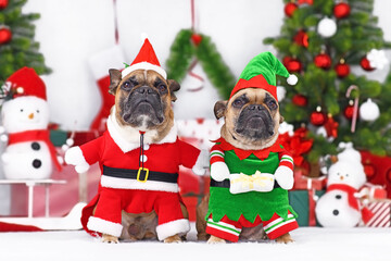 Wall Mural - Pair of funny Christmas dogs. French Bulldogs wearing Christmas costumes dressed up as Christmas elf and Santa Claus