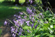 Purple Hosta Flowers Blooming In Sunlight