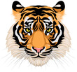Tiger head realistic vector cartoon style illustration, eps8 CMYK isolated on transparent or white background, no gradient, no transparency