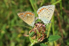 Closeup Of Beautiful Butterflies Mating On A Clover Flower In The Meadow