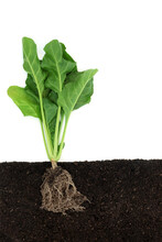 Organic Spinach Plant Growing In Earth, Cross Section View. Healthy Food High In Antioxidants, Vitamins, Minerals For Immune System Boost On White Background. Local Home Grown Produce Concept.