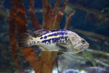 Swimming Black Rockfish Sebastes Schlegeli.  Fish In The Aquarium. Fish Under Water.