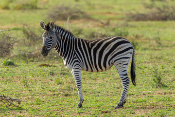 Poster - Closeup shot of a zebra in a jungle