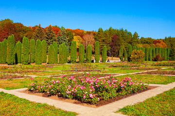 Wall Mural - Rose garden in Kislovodsk National Park