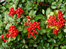 Red Berries Of  Firethorn -Pyrocantha Coccinea Bush At Autumn
