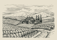 Hand Drawn Vineyard Landscape. Sketch Vintage Style Vector Illustration