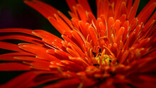 Beautiful Red Gerbera Flower Close Up Macro Shot,