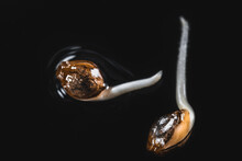 Macro Cannabis Seeds On The Black Background In Drop Of Water - THC CBD, Germination Of Cannabis Seeds, Sprouting.