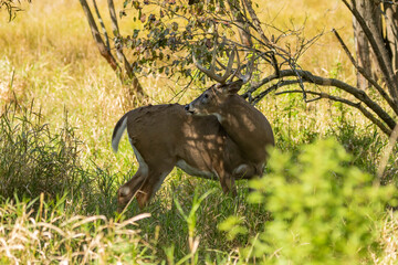 Poster - White -tailed deer in the morning on the meadow 