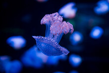 Ocean Jellyfish In The Aquarium.