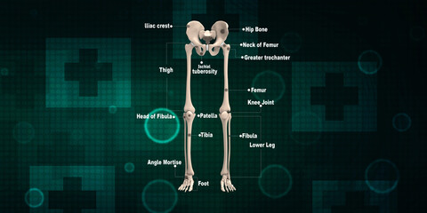 Wall Mural - 3d illustration human Pelvis Skeleton