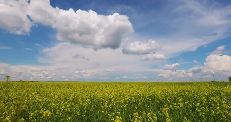 Fototapete - Agriculture Field Canola Landscape Farm Nature Blue Sky White Clouds Aerial Slow motion Farmland Meadow Plants Crop