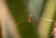 Western Spotted Orb Weaver Spider