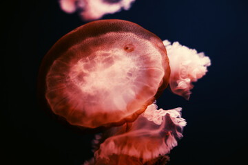 Wall Mural - Red jellyfish on a dark background.