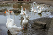White domestic geese come out of the pond