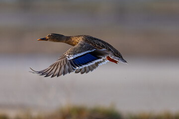 Sticker - Very close view of a female wild duck flying,  seen in a North California marsh