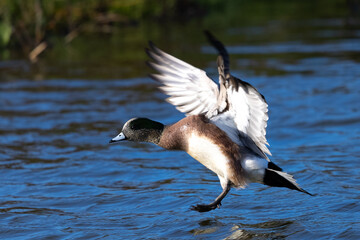 Sticker - American Wigeon landing,  seen in a North California marsh