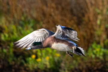 Canvas Print - American Wigeon landing,  seen in a North California marsh