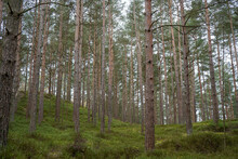 Tall Pine Tree Trunks With Green Undergrowth 