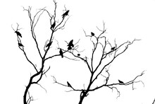 Dark Silhouettes Of Birds Sitting On Bare Tree Branches Isolated On White Background, Close View
