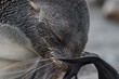 Antarctic fur seal pup close up in grass