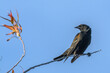 Tricolored blackbird non breeding male perched on a tree branch