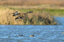 Gadwall Ducks Flying Fast And Low Over Wetlands
