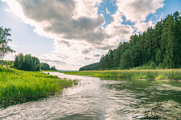 Wall Mural - the blue sky, the sun and the forest are reflected in the river on a summer day.