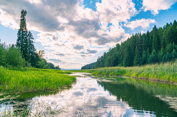 Wall Mural - the blue sky, the sun and the forest are reflected in the river on a summer day.