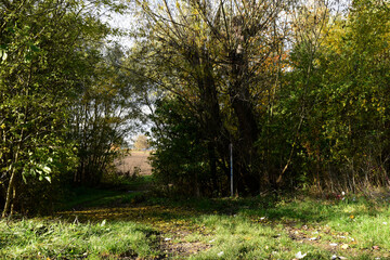 Forest trekking path with Autumn colours 