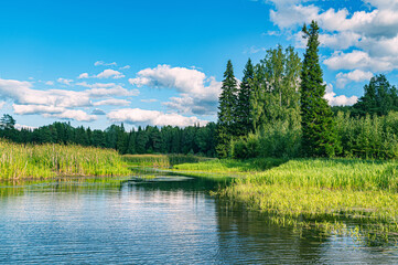 Wall Mural - the blue sky and forest are reflected in the river on a summer day.
