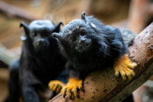 Saguinus Midas Red-handed Tamarin Funny Black Monkey Funny Animal On Wood