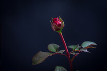 A Beautiful Red Rosebud On A Dark Background.