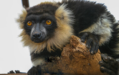 The inhabitants of the zoo on the island of Tenerife