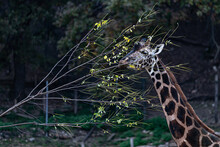 Giraffe Eating Tree Branches On Dark Background