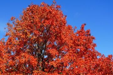 Wall Mural - Colorful golden and red foliage of a maple tree in autumn