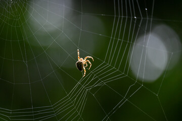 spider sits on its web