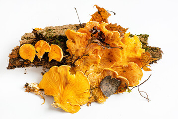 Phyllotopsis nidulans on the white background.