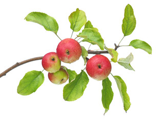 Branch of wild apple with ripe red fruits isolated on white