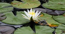 White Water Lily Flower As Seen While Canoeing In The Lower Platte River Near Honor In The Lower Peninsula Of Michigan   