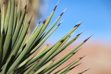 Needle Like Leaves Of Joshua Tree, Snow Canyon State Park, Utah