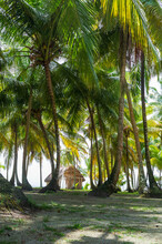 Cabin Among Coconut Trees In The Archipelago Of San Blas