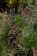 Wall Mural - Floral ornamental grasses. Closeup view of Melinis nerviglumis, also called Ruby Grass, green foliage and red, pink flowers spring blooming in the garden.