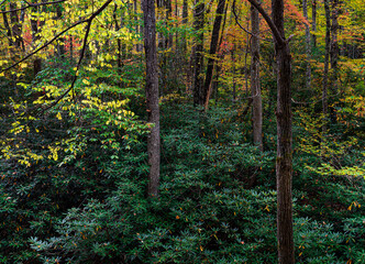 Wall Mural - 658-52 Autumn Color & Rhododendron