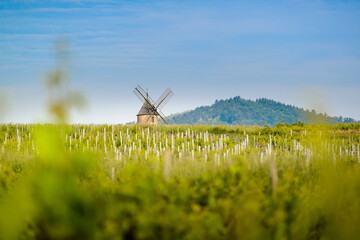 Canvas Print - Windmill and vineyards of Moulin-A-Vent, Beaujolais