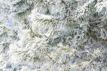 Wall Mural - The branches of the Christmas tree in the snow